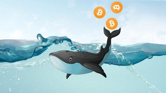 «Биткоин-киты» наращивают свои запасы 