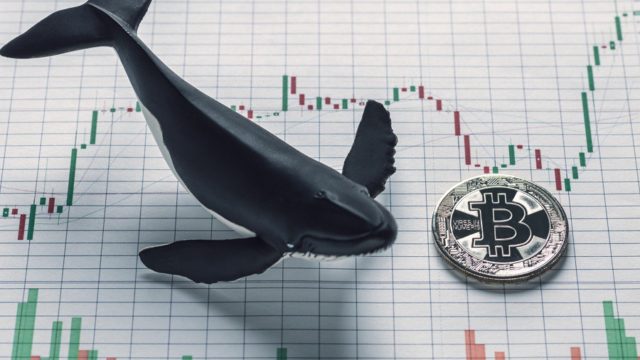 Число биткоин-китов выросло до нового максимума 