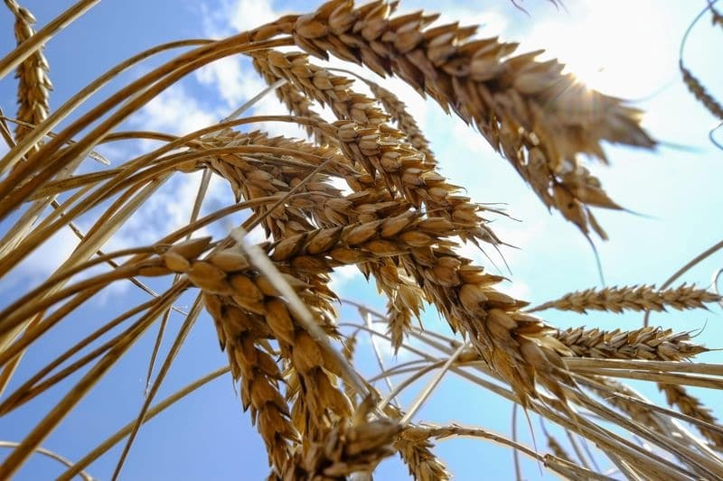 Сбор урожая пшеницы в РФ в этом году составит 83,7 млн т  - "Русагротранс"