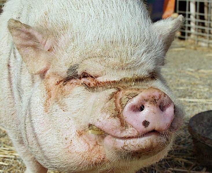 Свиньи заболели африканской чумой, поев помои из ковидного госпиталя