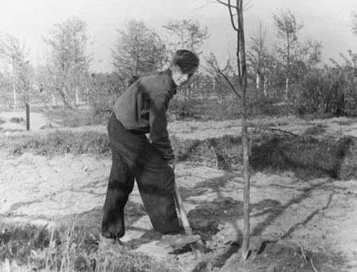 Жертва дублера: началась вырубка яблоневого сада, посаженного в память о войне