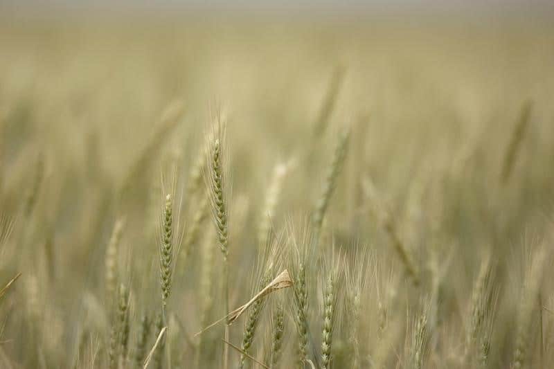 Мировые цены на пшеницу реагируют на новые ограничения экспорта из РФ От IFX