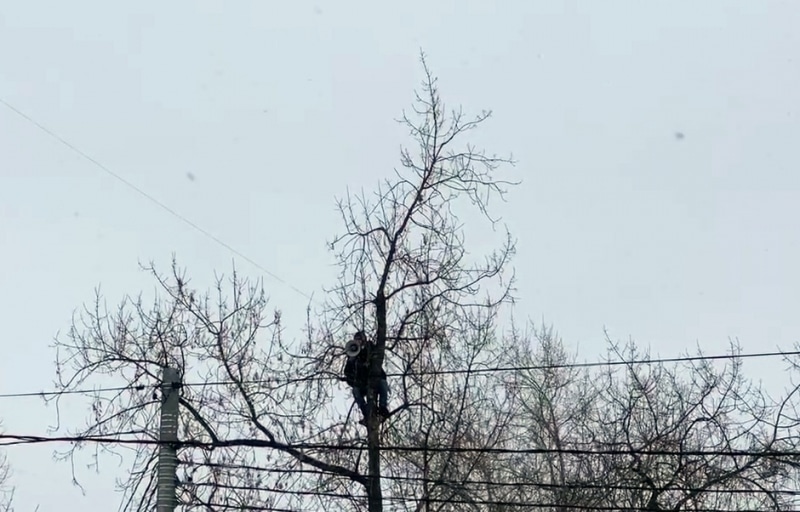 Задержан мужчина с мегафоном, забравшийся на дерево у Бабушкинского суда