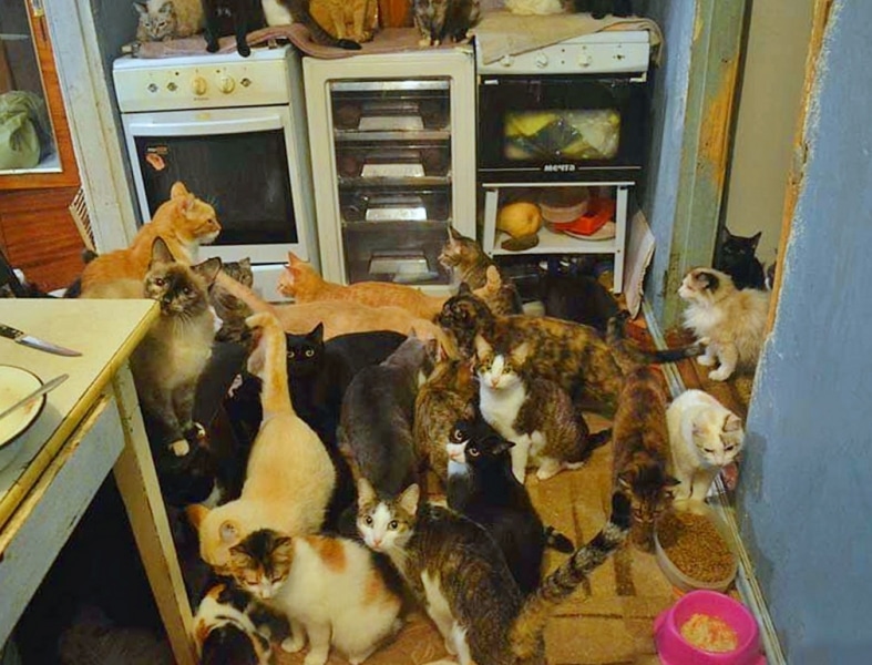 Под Москвой нашли живущую среди кошек и отзывающуюся на «кис-кис» девочку