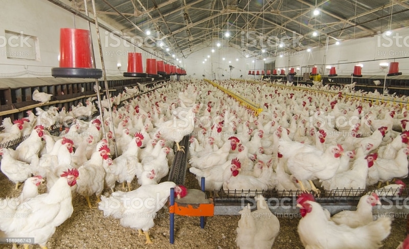 «Ъ»: продавцы и производители мяса птицы неформально договорились заморозить цены