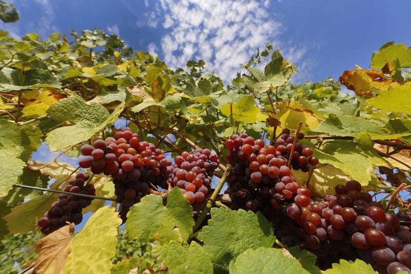 Французские виноделы призвали остановить поставки в Россию От Investing.com