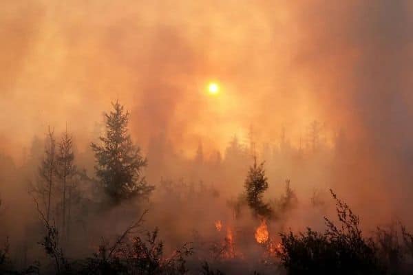 Сгоревший в Якутии лес продадут в Южную Корею