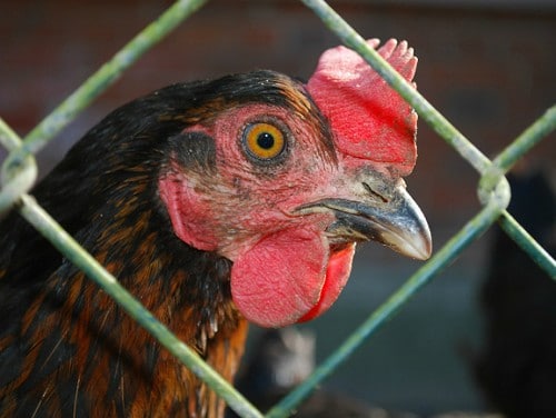 Евросоюз готовится запретить продажу яиц куриц, содержащихся в клетках 