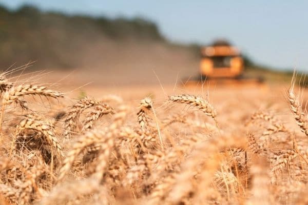 Фермеры стали меньше сеять пшеницы и других зерновых