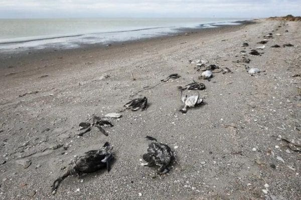 В Крыму берег залива усыпало мёртвыми утками