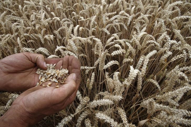 В Казахстане вводится ограничение на экспорт пшеницы и муки От IFX