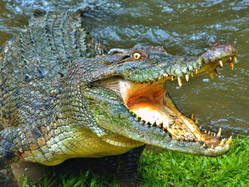 В Ростовской области казаки и полиция шестой день ловят крокодила