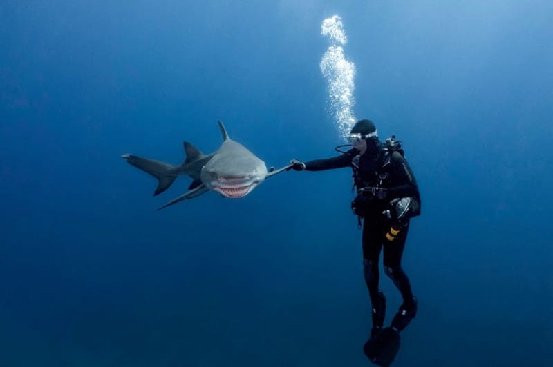 Туристка забыла погладить акулу